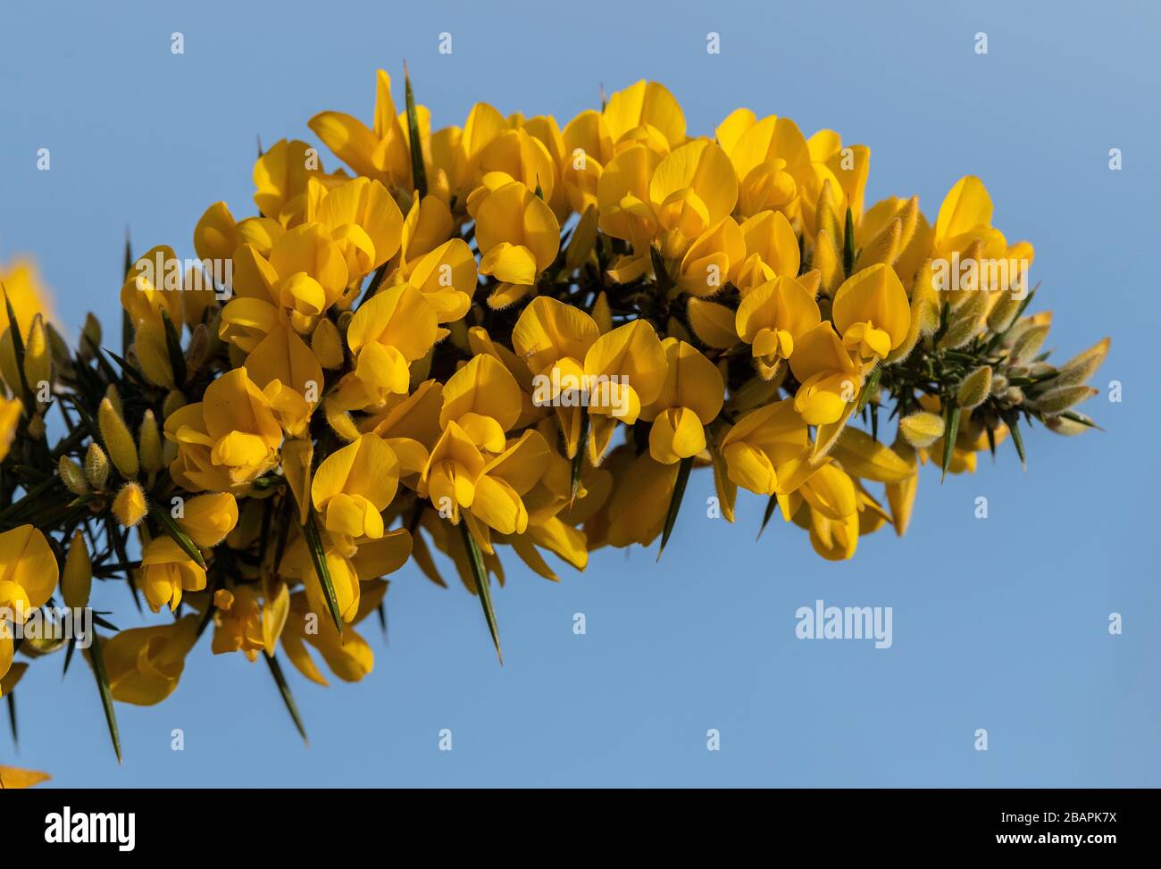 Gorse commune, Ulex europaeus, en fleur au début du printemps, Dorset. Banque D'Images