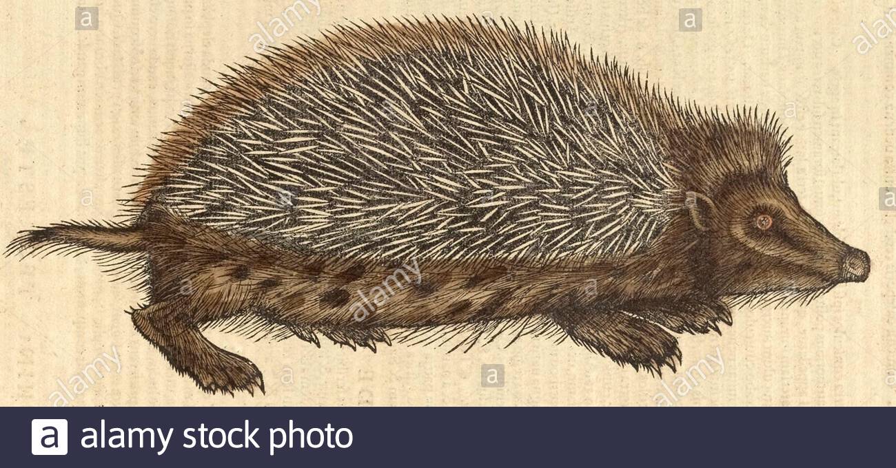 Hedgehog (erinaceus europaeus), illustration ancienne publiée en 1551. Conrad Gessner. Banque D'Images