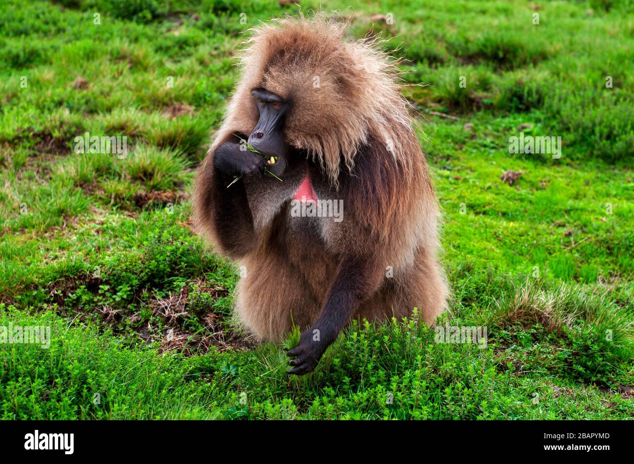 Gelada Baboon Theropithecus Gelada dans le parc national des montagnes Simien, région d'Amhara, Ethiopie du Nord Banque D'Images