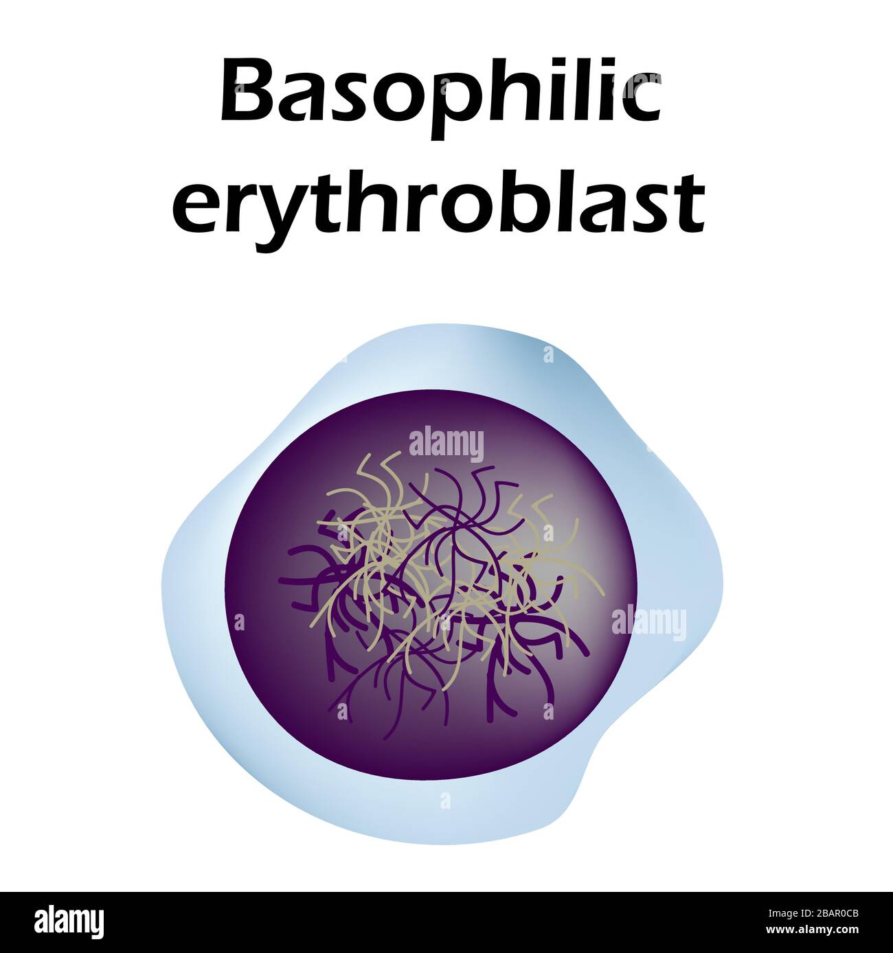 La structure de l'érythrocyte. Globules érythrocytes. La structure de la cellule de sang rouge. Réticulocytes. Infographies. Illustration vectorielle activée Illustration de Vecteur