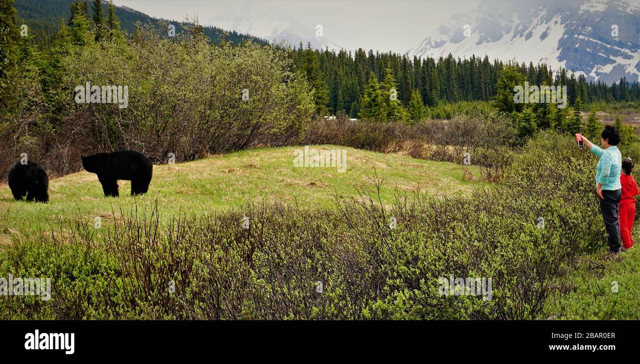 Touriste chinois avec un enfant trop proche de l'ours noir La recherche de nourriture directement après l'hibernation au Canada Banque D'Images