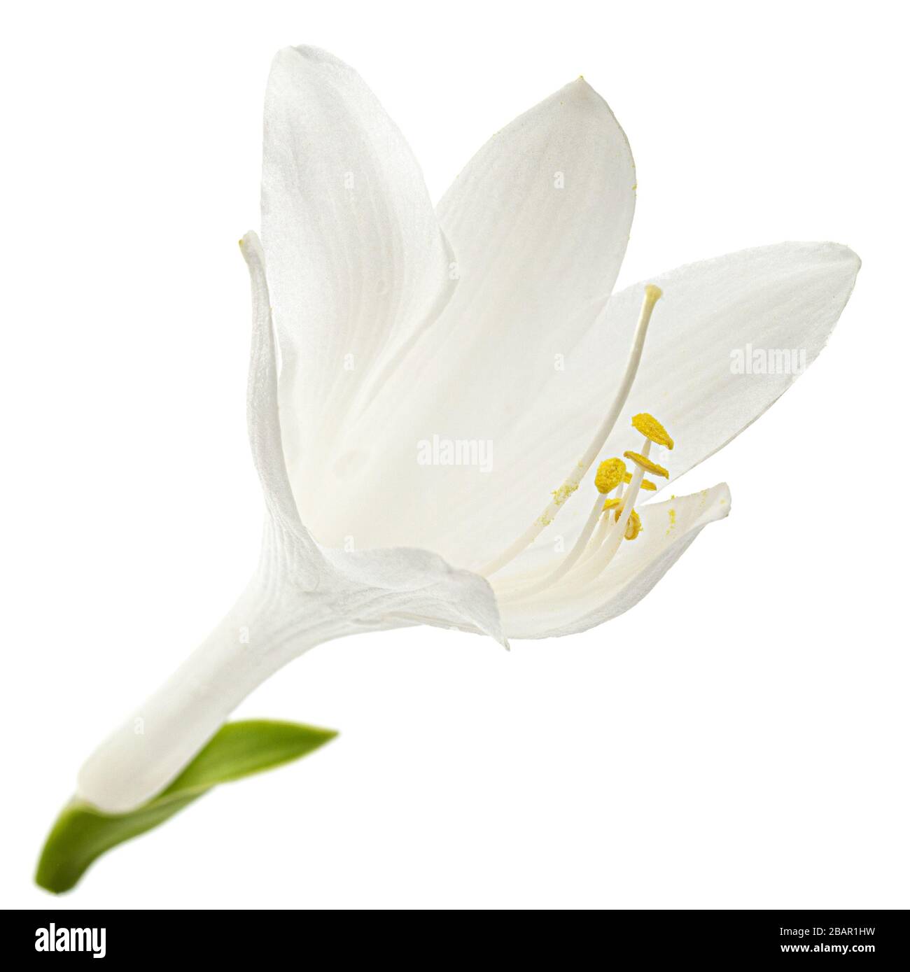 Fleur blanche florissante de Hosta, également Funkia, famille d'asperges (lat. Asparagales), sur fond blanc Banque D'Images