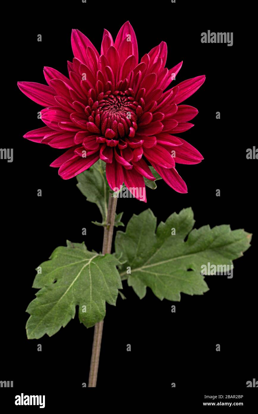 Fleur de chrysanthème rouge foncé, isolée sur fond noir Banque D'Images