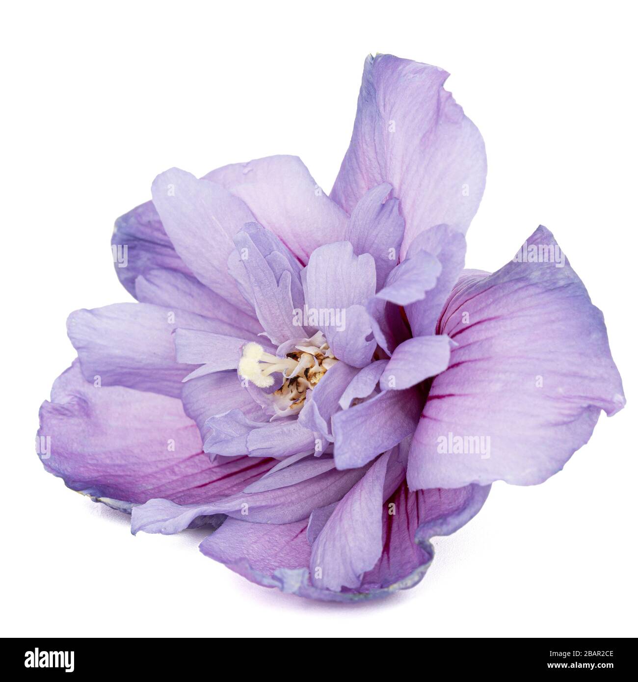 Fleur violette d'hibiscus, isolée sur fond blanc Banque D'Images