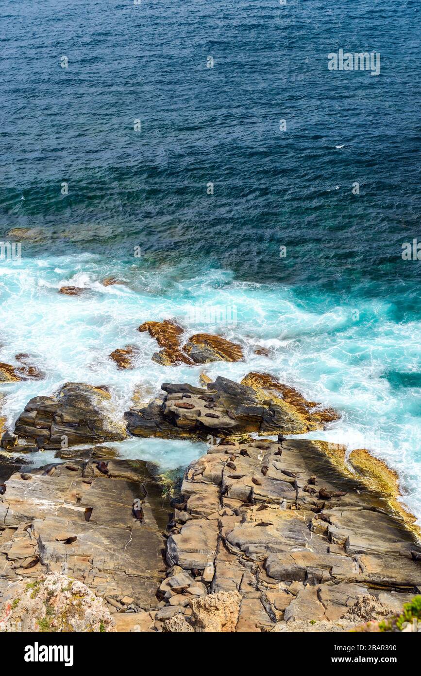 Kangaroo Island Coastal view avec fourrure sur les rochers, dans le sud de l'Australie Banque D'Images