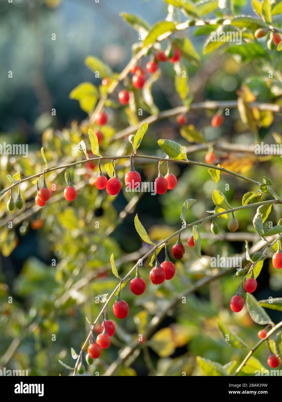 Baies de goji mûres sur une plante de baies de goji (barbarie lyrique) Banque D'Images