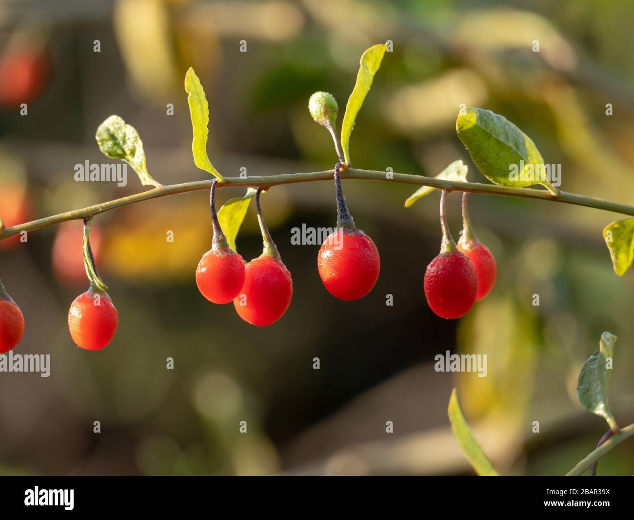 Baies de goji mûres sur une plante de baies de goji (barbarie lyrique) Banque D'Images