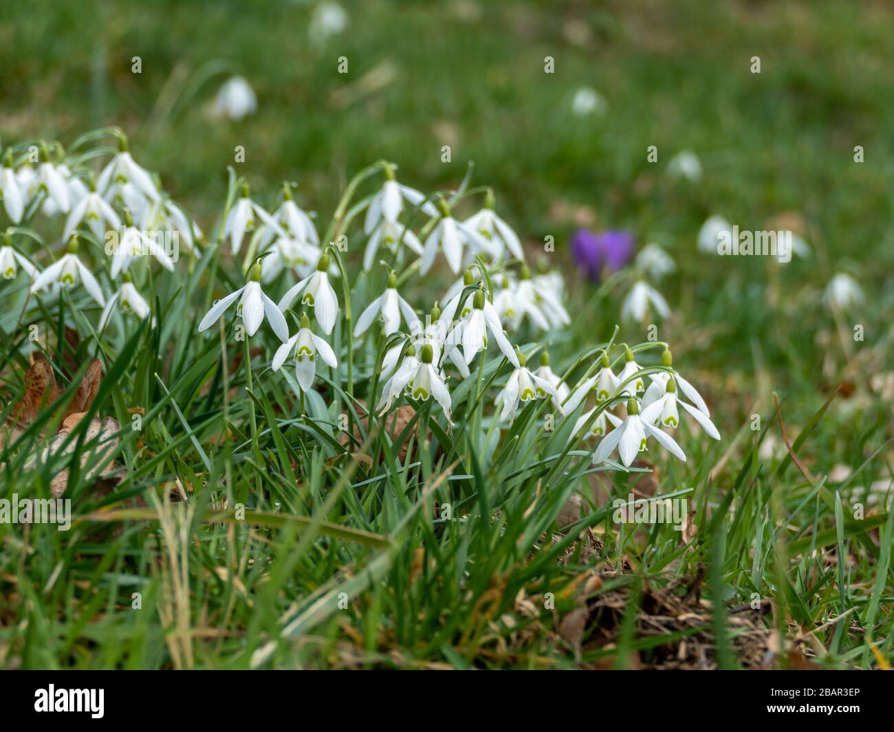 Chutes de neige communes (Galanthus nivalis) dans la fleur sur une clôture de maédine Banque D'Images