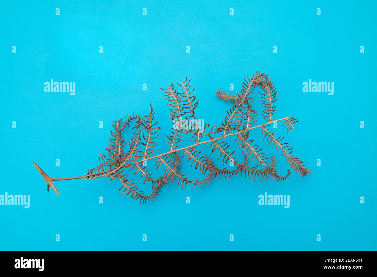 Gros plan de fougères séchées brunes mortes isolées sur fond bleu pour la coupe, New Forest, Hampshire, Angleterre Banque D'Images