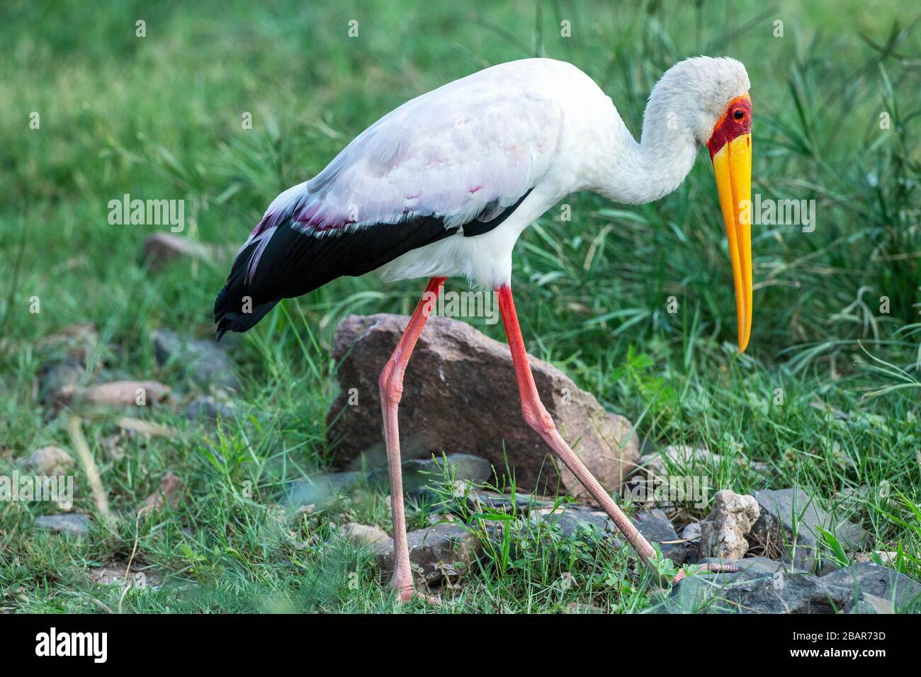 Alimentation de cigognes à bec jaune dans le parc national Kruger, Afrique du Sud Banque D'Images