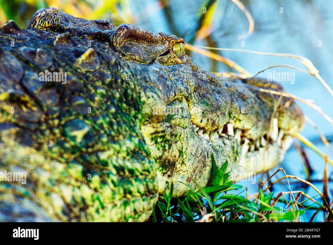 Gros plan d'un crocodile du Nil recouvert d'algues vertes baignant au soleil dans le parc national Kruger, Afrique du Sud Banque D'Images