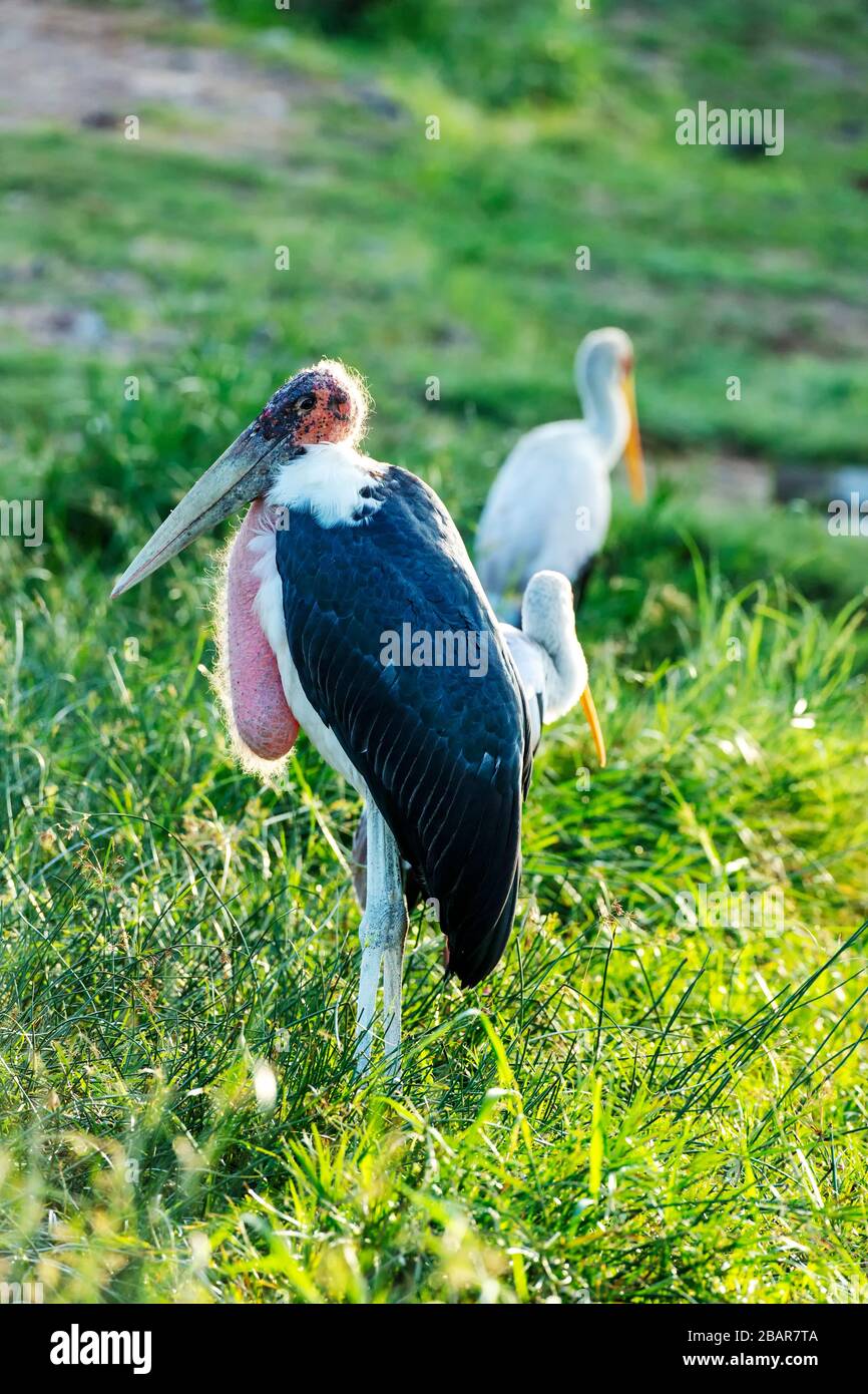 Homme Marabou Stork photo de la tête et du cou dans le parc national Kruger, Afrique du Sud Banque D'Images