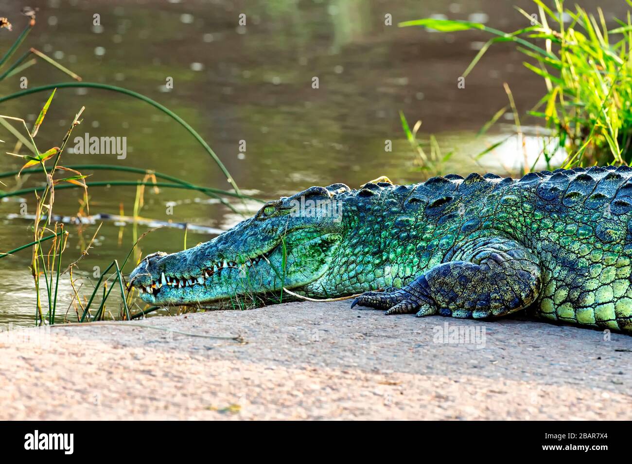 Gros plan d'un crocodile du Nil recouvert d'algues vertes baignant au soleil dans le parc national Kruger, Afrique du Sud Banque D'Images