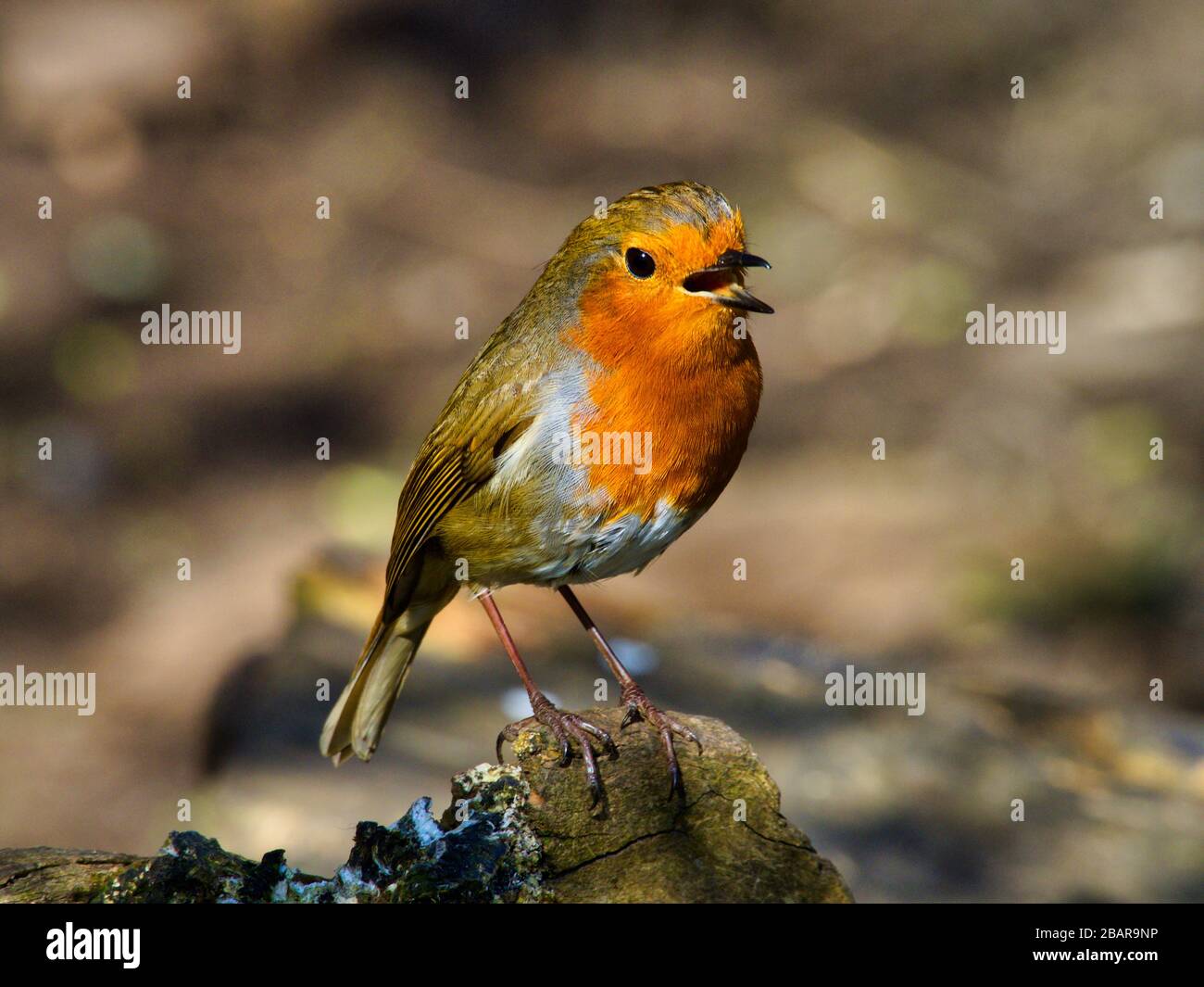 Robin chantant sous le soleil de printemps à Rozelle Park Ayr, en Écosse. Banque D'Images