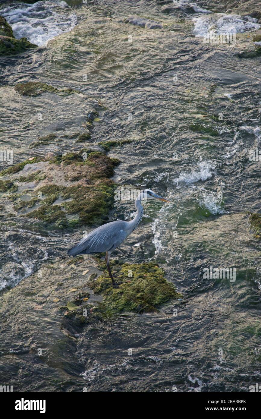 pêche au heron gris dans la rivière birs, suisse Banque D'Images