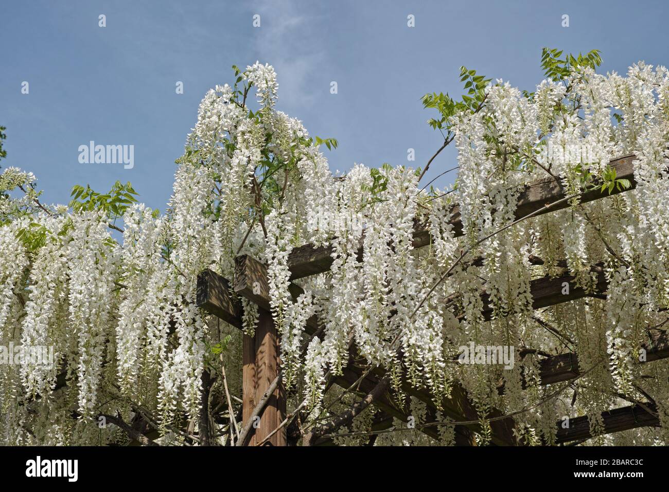 cadre en bois couvert par la wisteria sinensis alba en pleine floraison pour former une pergola Banque D'Images