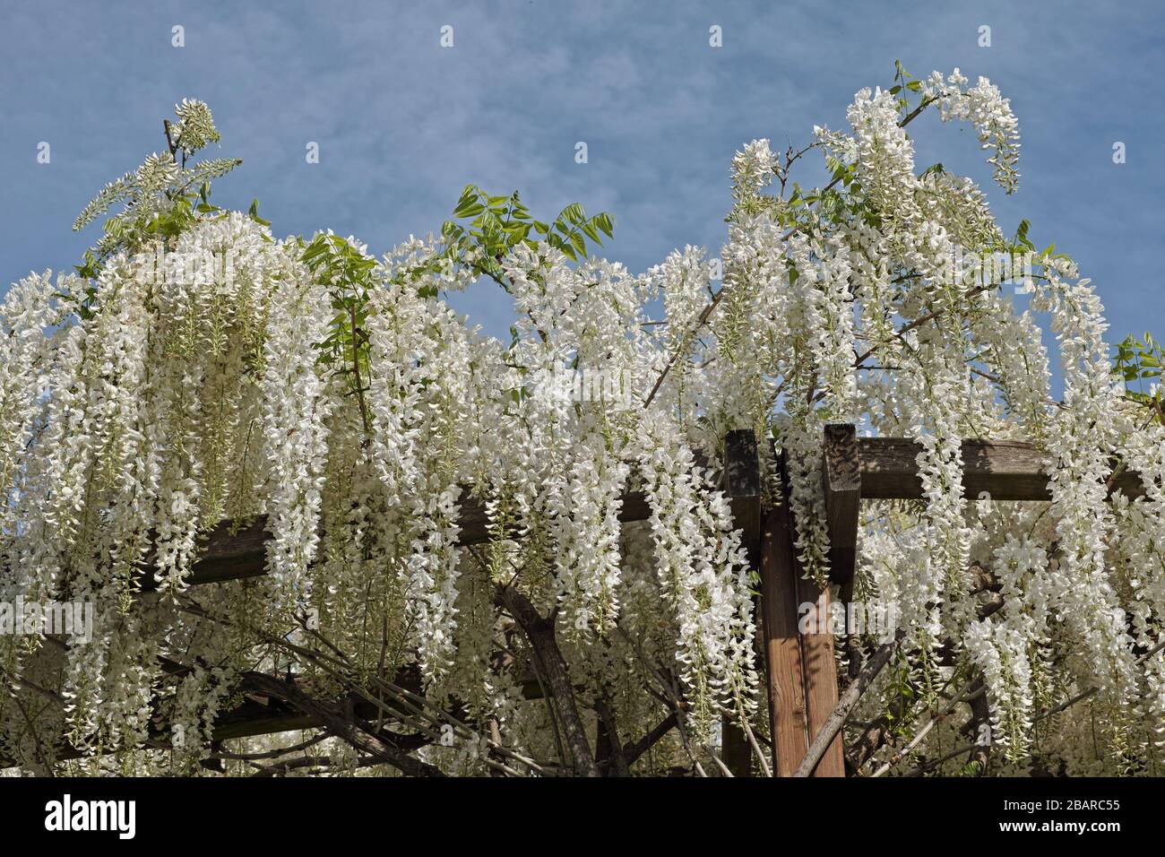 la plante de wisteria sinensis alba pousse sur un cadre en bois formant une pergola Banque D'Images