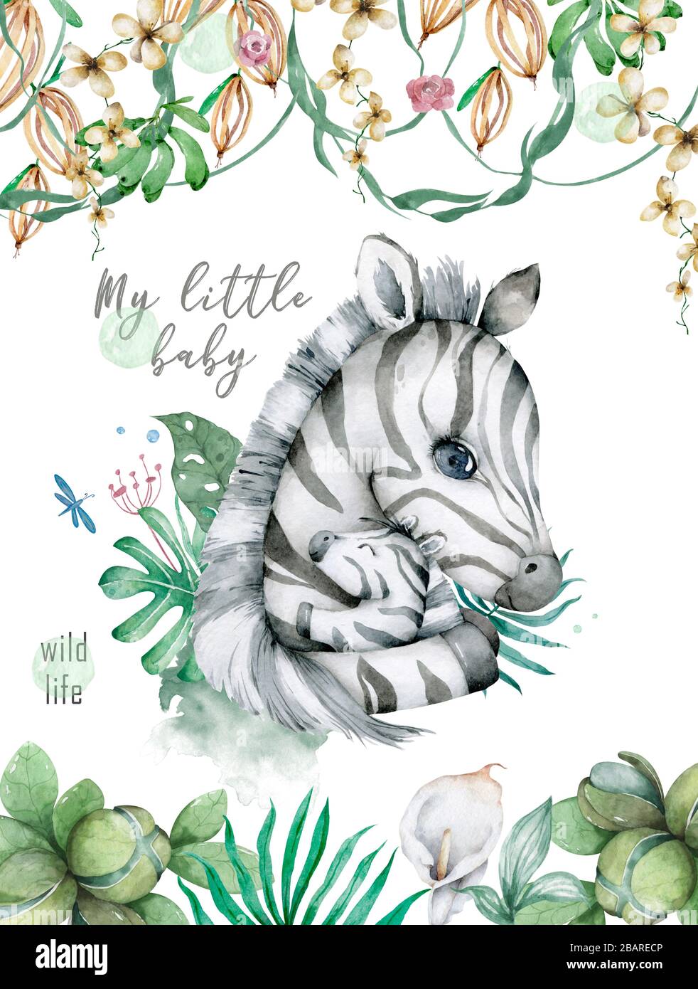 Mignons Animaux De Zebre D Ete Tropicaux Isoles Et Dessines A La Main Bebe Zebre Et Mere Animal De Dessin Anime Avec Des Feuilles De Jungle Photo Stock Alamy Mignons Animaux De Zebre D Ete Tropicaux Isoles Et Dessines A La Main Bebe Zebre Et Mere Animal De Dessin Anime Avec Des Feuilles De Jungle Photo Stock Alamy