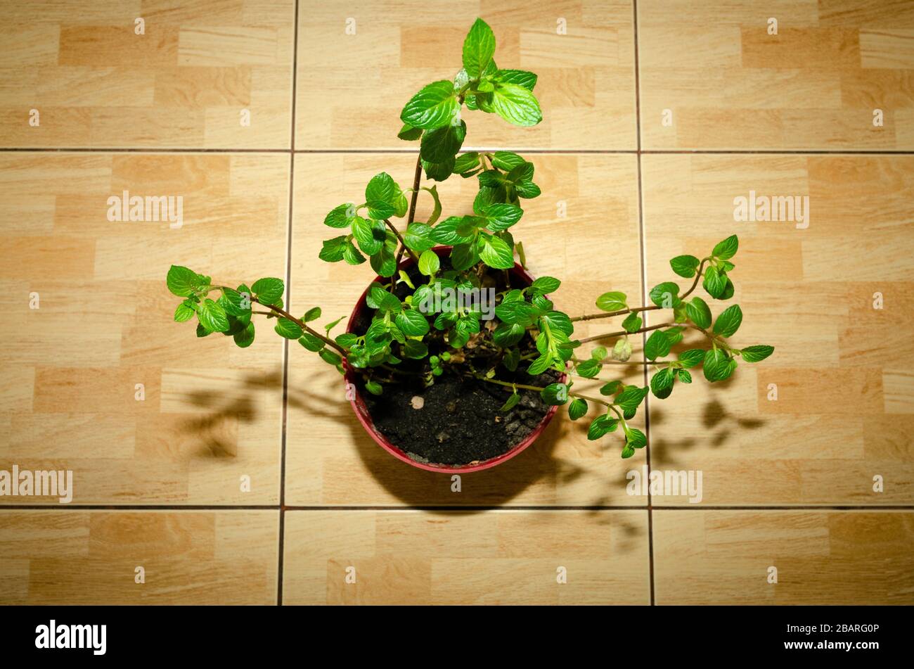 Usine de menthe dans un pot sur un comptoir de cuisine Banque D'Images