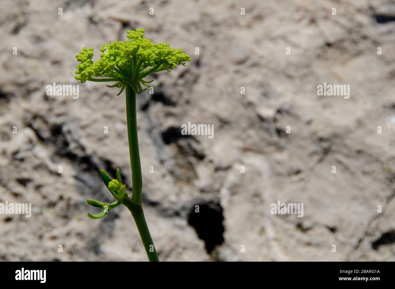 Famille des Apiaceae, probablement une espèce originaire de la région méditerranéenne. Yarrow commun (Achillea millefolium) Banque D'Images