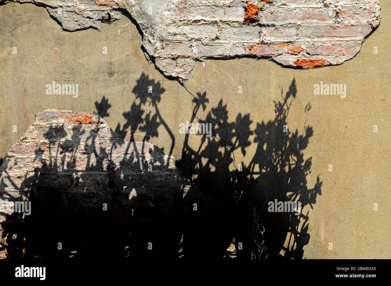 l'ombre des fleurs sur l'ancien mur Banque D'Images