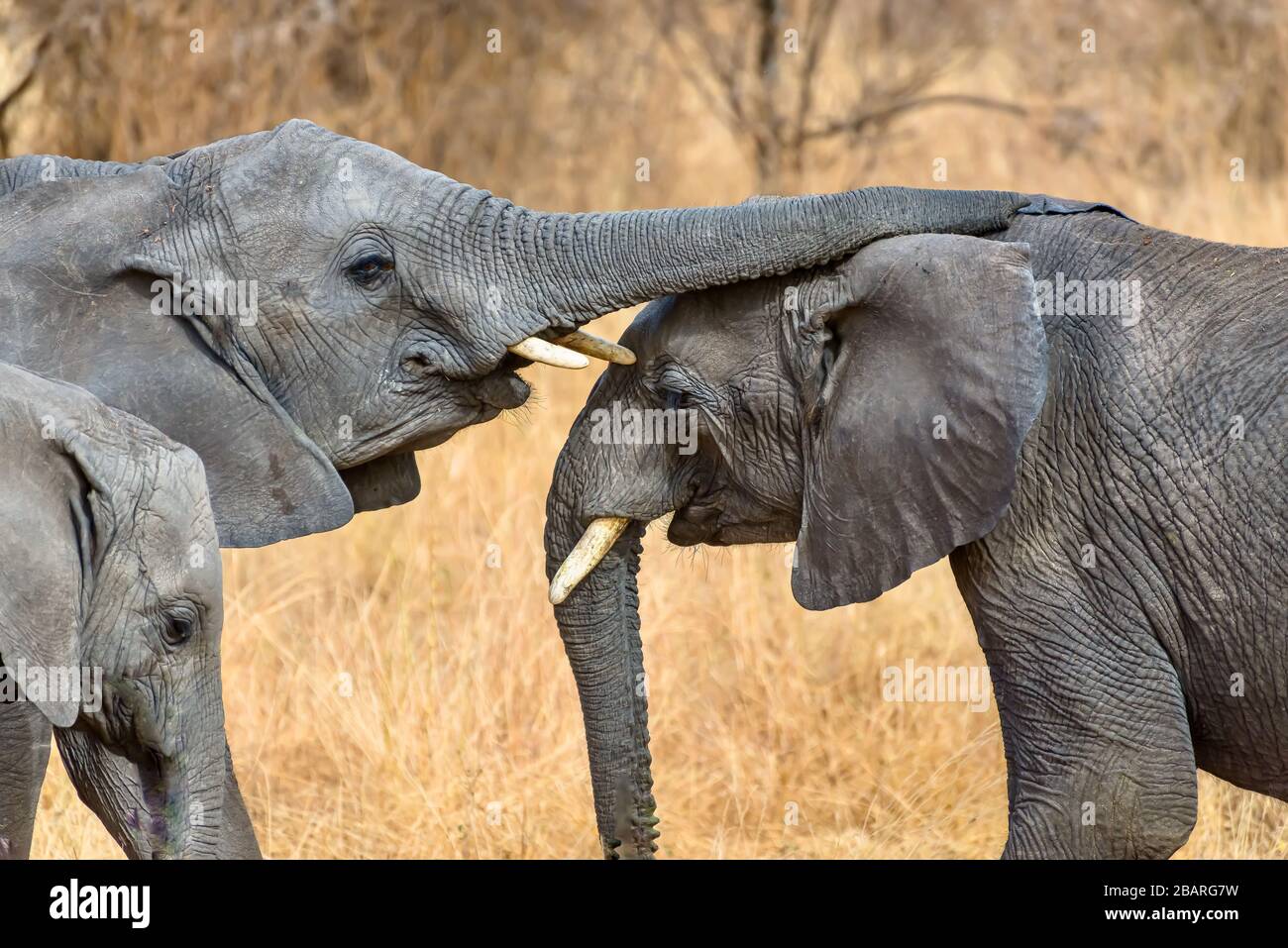 Gros plan d'un joli éléphant en contact avec l'autre le coffre Banque D'Images