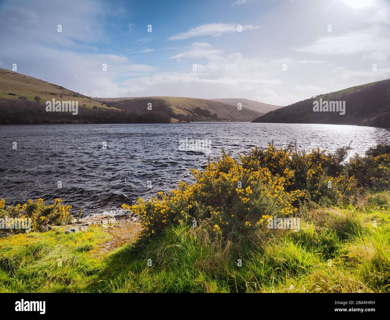Réservoir Meldon sur la rivière West Okement avec des gorses jaunes et du soleil réfléchissant sur l'eau Parc national Dartmoor, Devon Banque D'Images