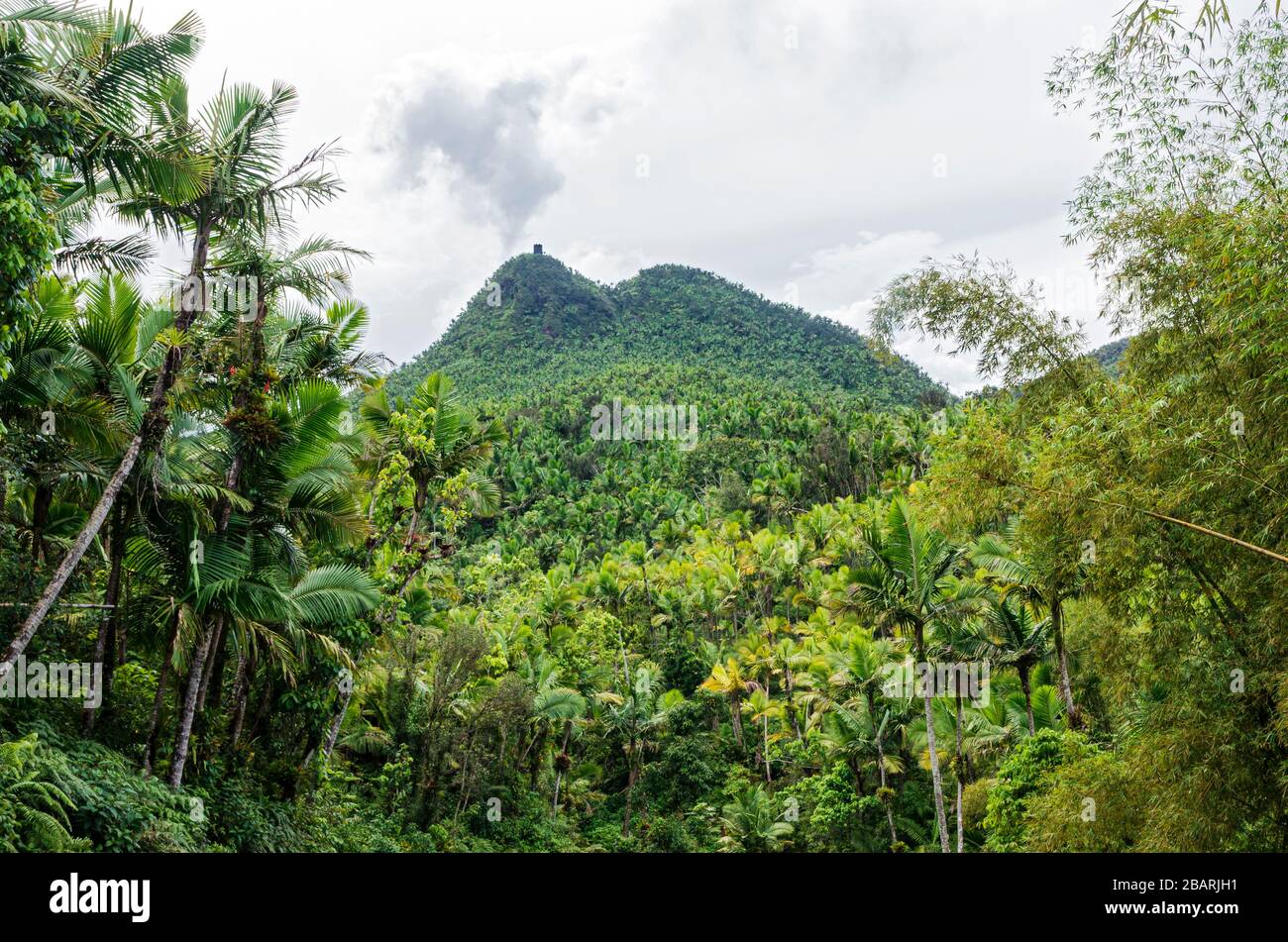 vue sur le sommet du mont britton et sur le paysage de la forêt tropicale de la forêt nationale d'el yunque à porto rico Banque D'Images