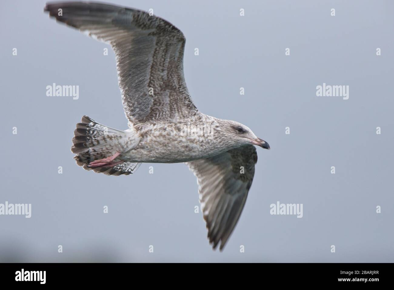 Hareng Goll (Larus argentatus) juvénile (1ère hiver), en vol, Newlyn, Cornwall, Angleterre, Royaume-Uni. Banque D'Images