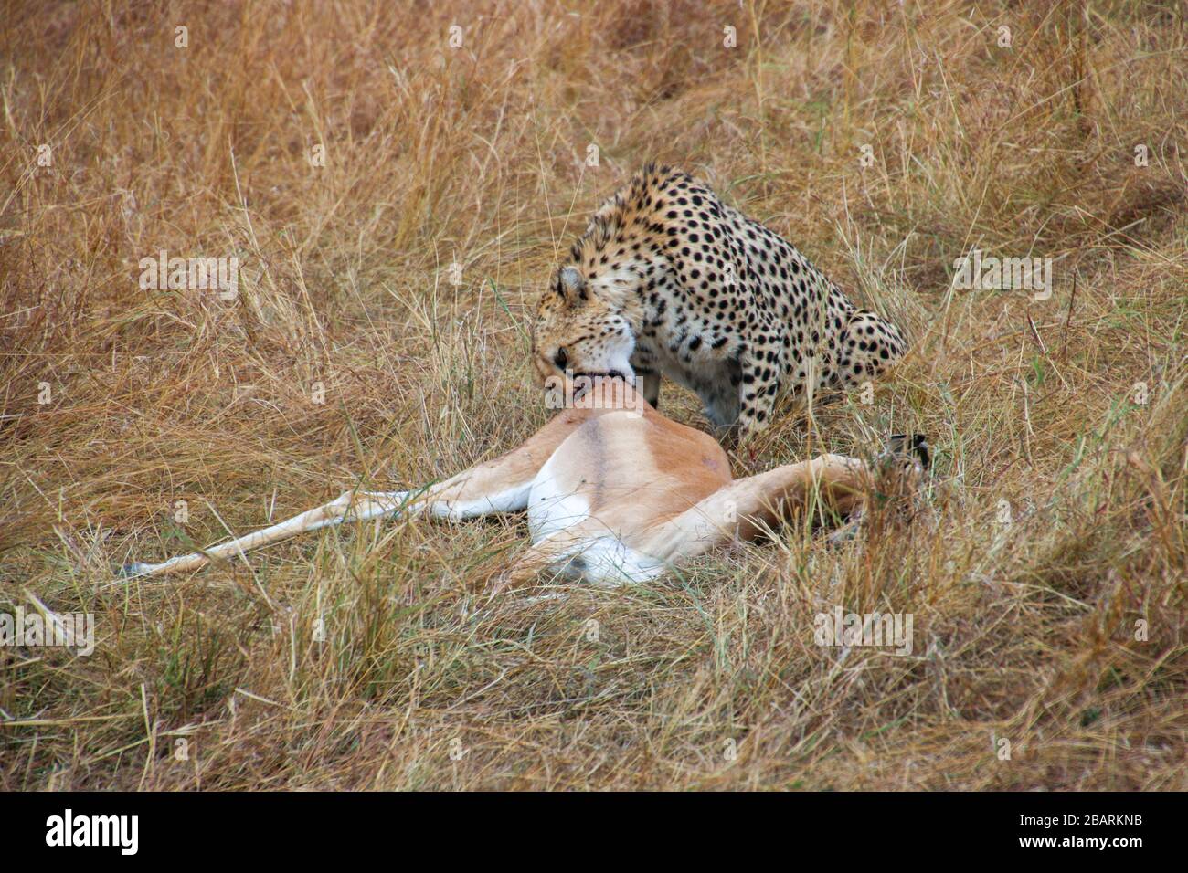 Cheetah (Acinonyx jubatus) manger un impala chassé photographié en Afrique, Tanzanie, Parc national du Serengeti en avril, Banque D'Images