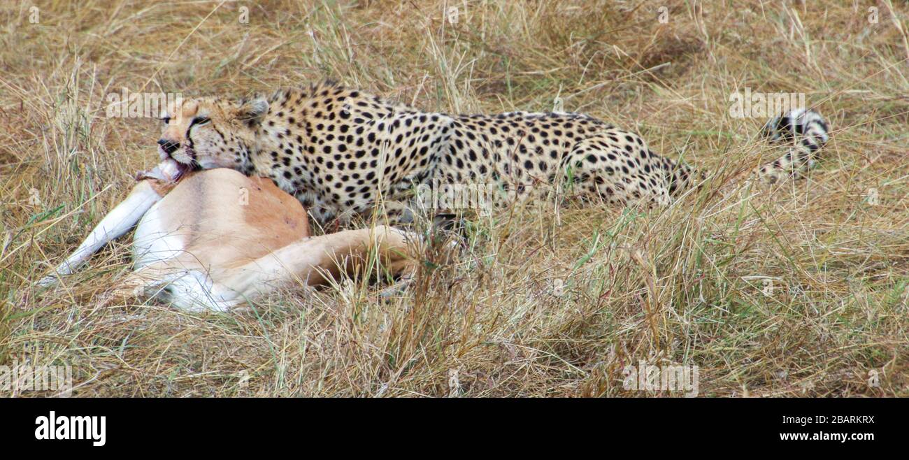 Cheetah (Acinonyx jubatus) manger un impala chassé photographié en Afrique, Tanzanie, Parc national du Serengeti en avril, Banque D'Images