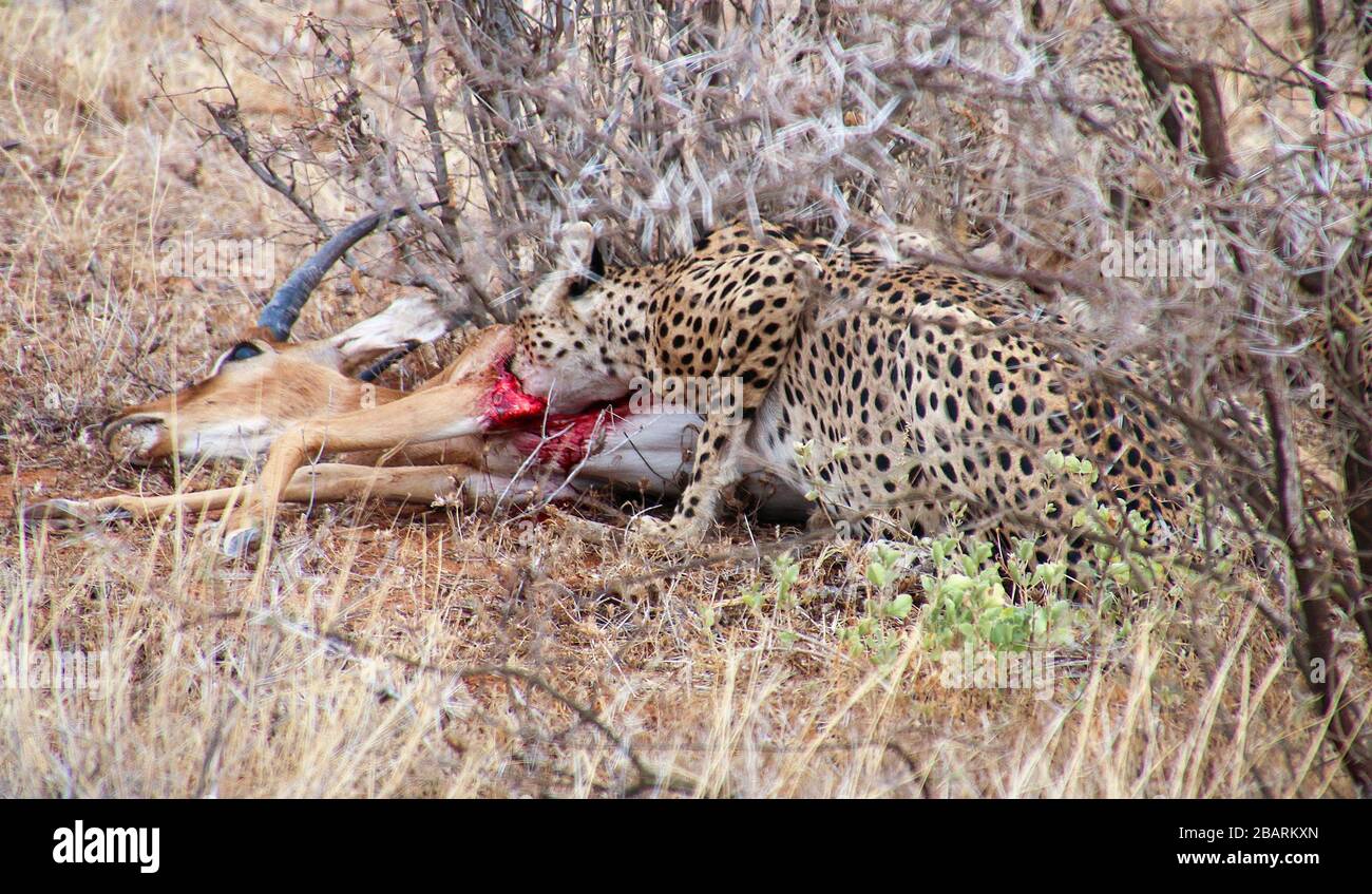 Cheetah (Acinonyx jubatus) manger un impala chassé photographié en Afrique, Tanzanie, Parc national du Serengeti en avril, Banque D'Images