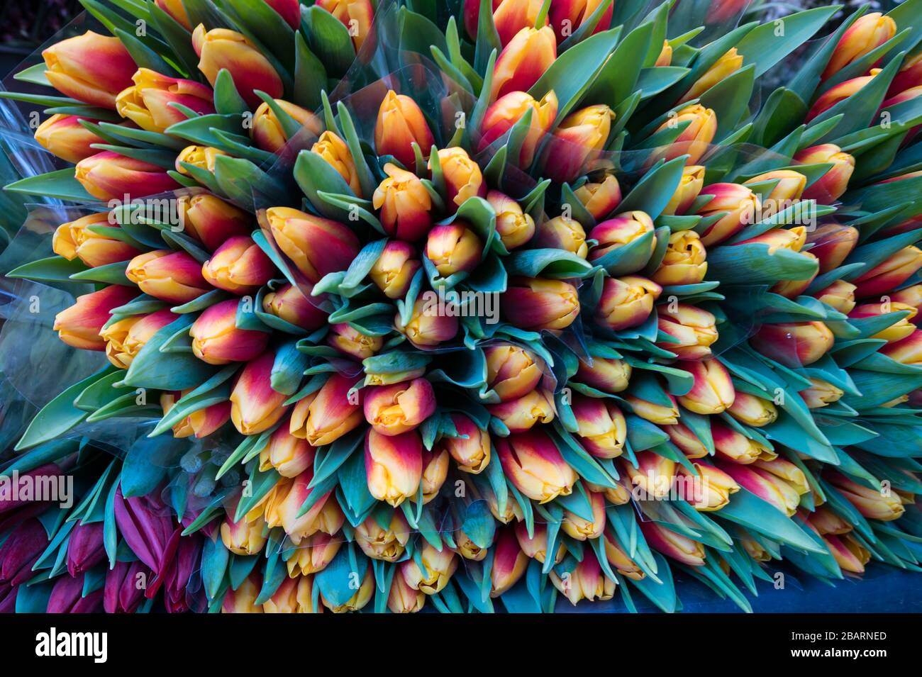 Tulipes en vente sur le marché du week-end Bastille, Paris, France Banque D'Images