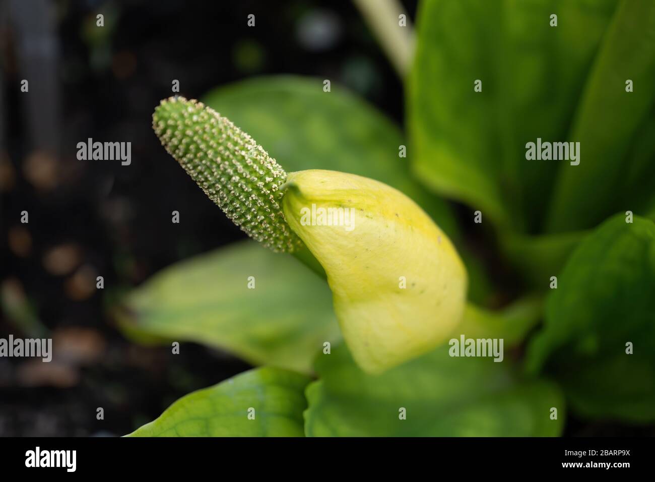 Lysichiton americanus mouffette de l'Ouest chbage, famille: Araceae, région: Amérique du Nord Banque D'Images