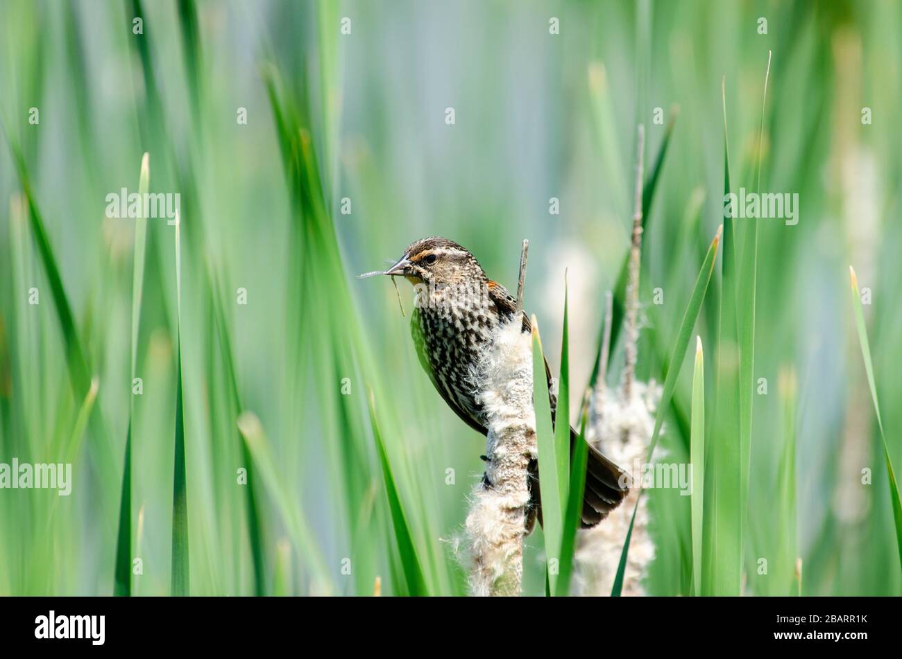 Un oiseau noir à ailes rouges perché sur un roseau devant un fond vert vif Banque D'Images