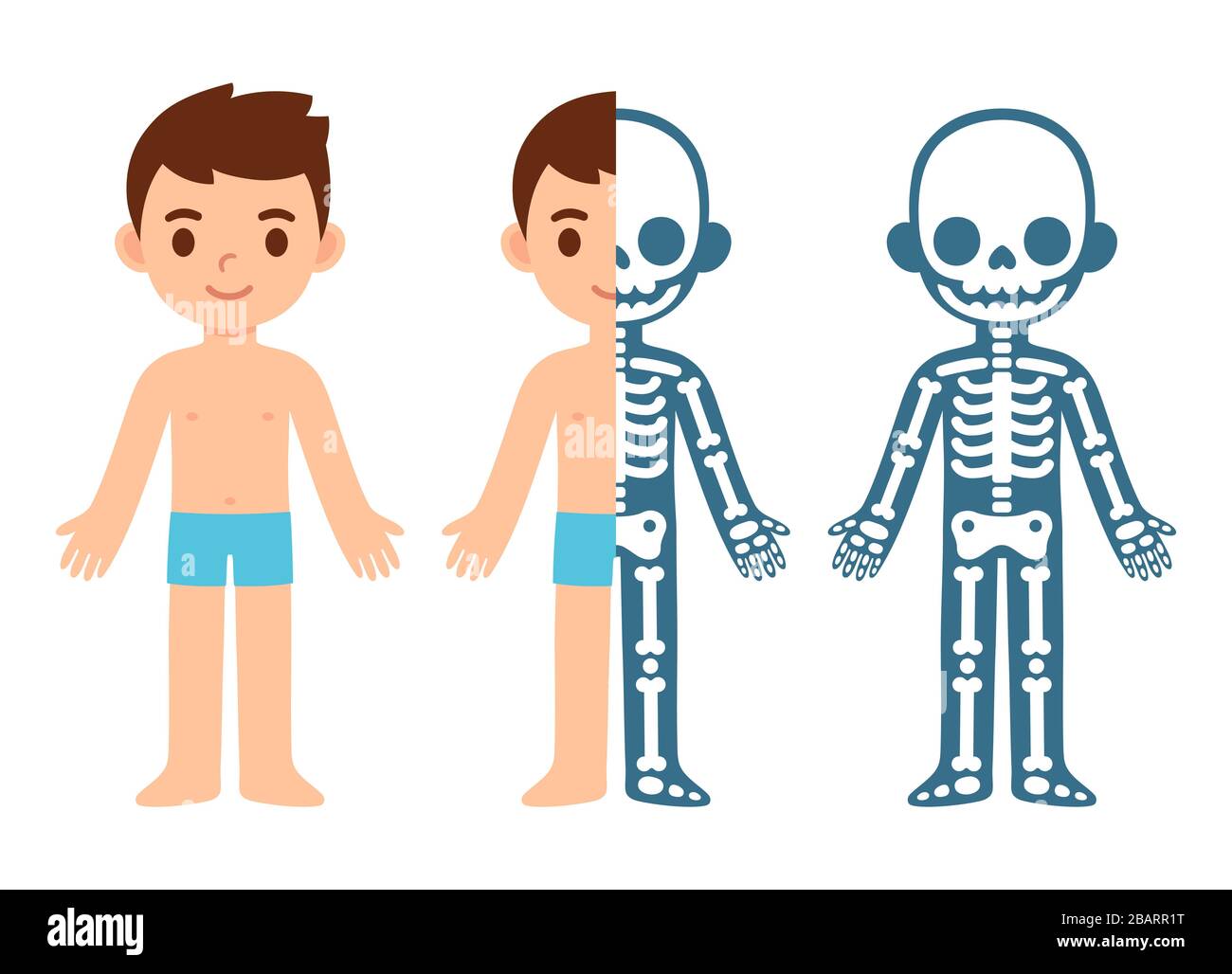 Graphique d'anatomie du squelette de garçon de dessin animé. Illustration vectorielle plate simple de la section transversale du système squelettique enfant. Clip vectoriel isolé Illustration de Vecteur