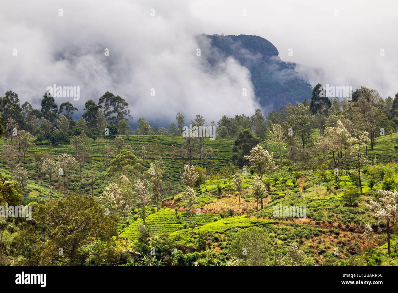 Vue sur le paysage à Dalhousie dans le pays de la colline du Sri Lanka Banque D'Images