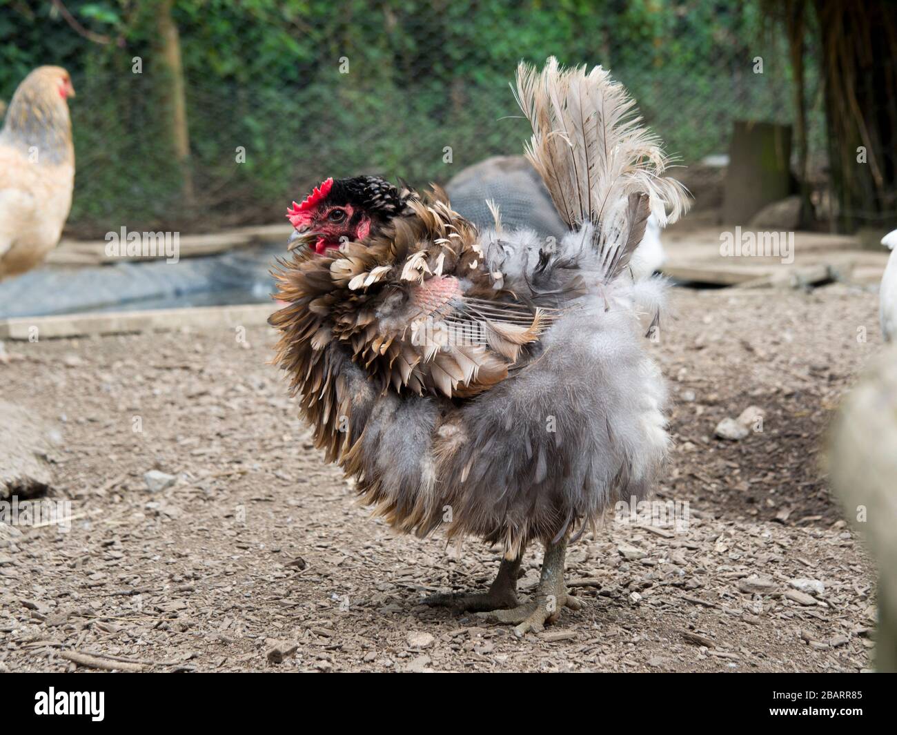 Poulet inhabituel, Royaume-Uni Banque D'Images