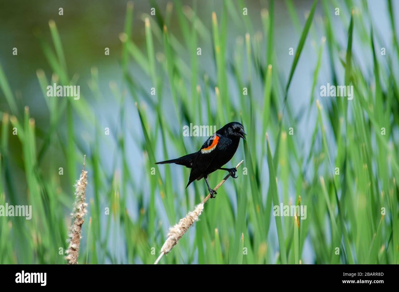 Oiseau noir à ailes rouges perché sur un roseau devant un fond vert vif Banque D'Images