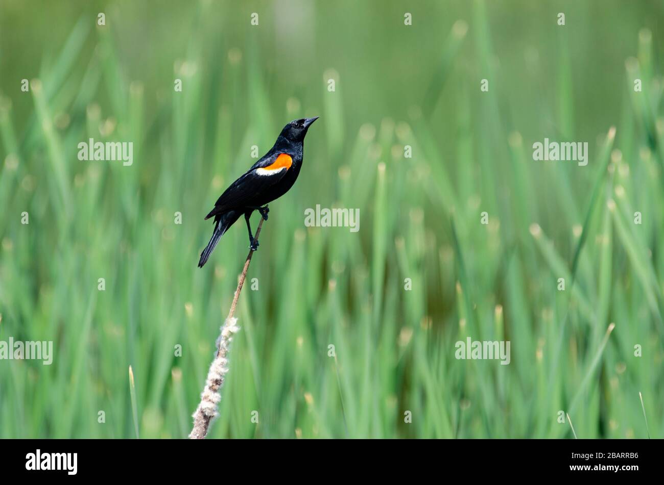 Oiseau noir à ailes rouges perché sur un roseau devant un fond vert vif Banque D'Images