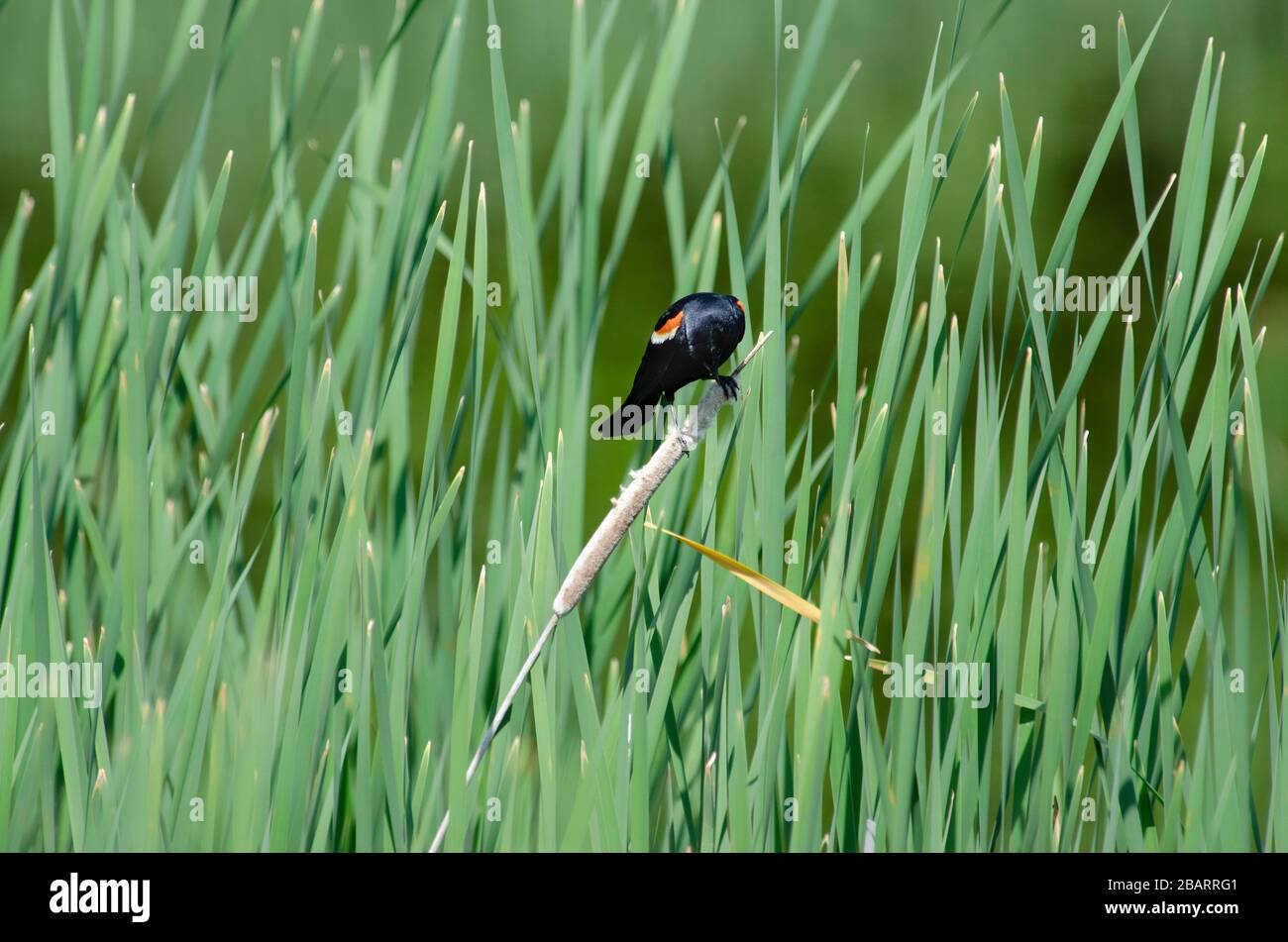 Oiseau noir à ailes rouges perché sur un roseau devant un fond vert vif Banque D'Images