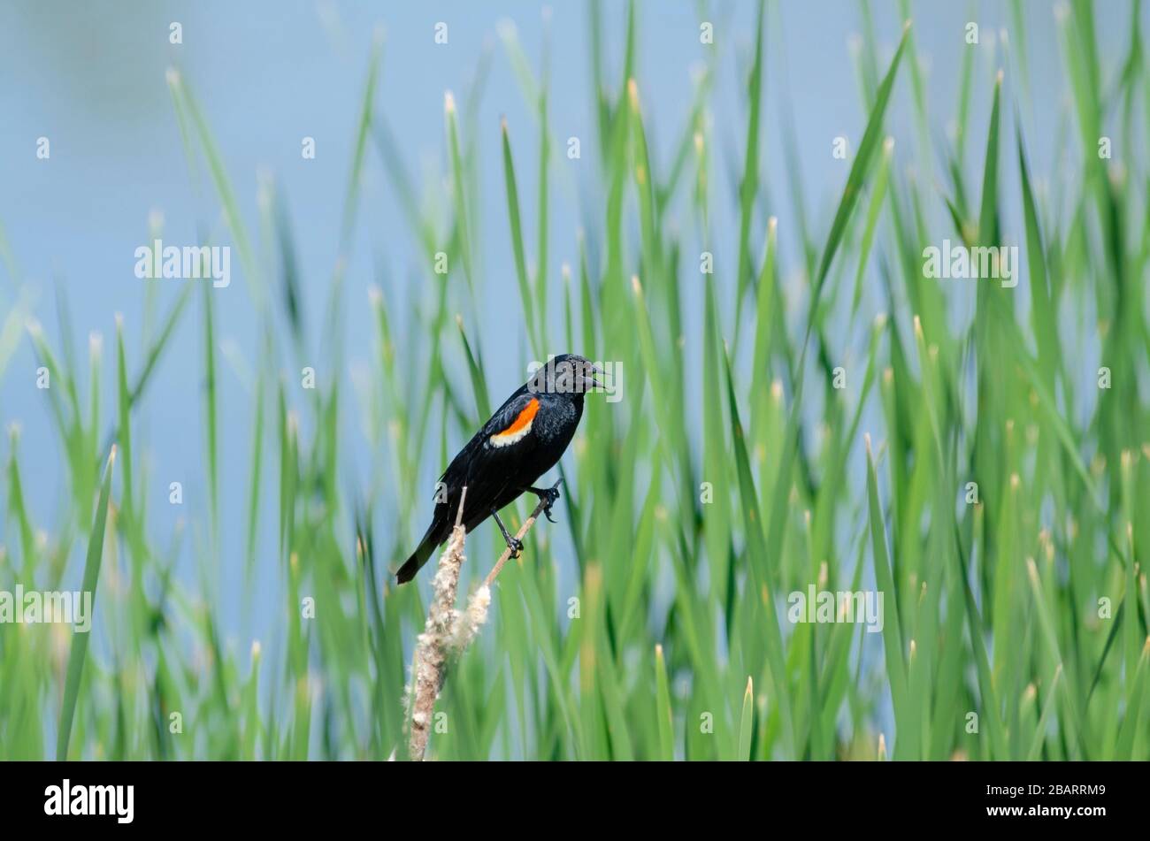 Oiseau noir à ailes rouges perché sur un roseau devant un fond vert vif Banque D'Images