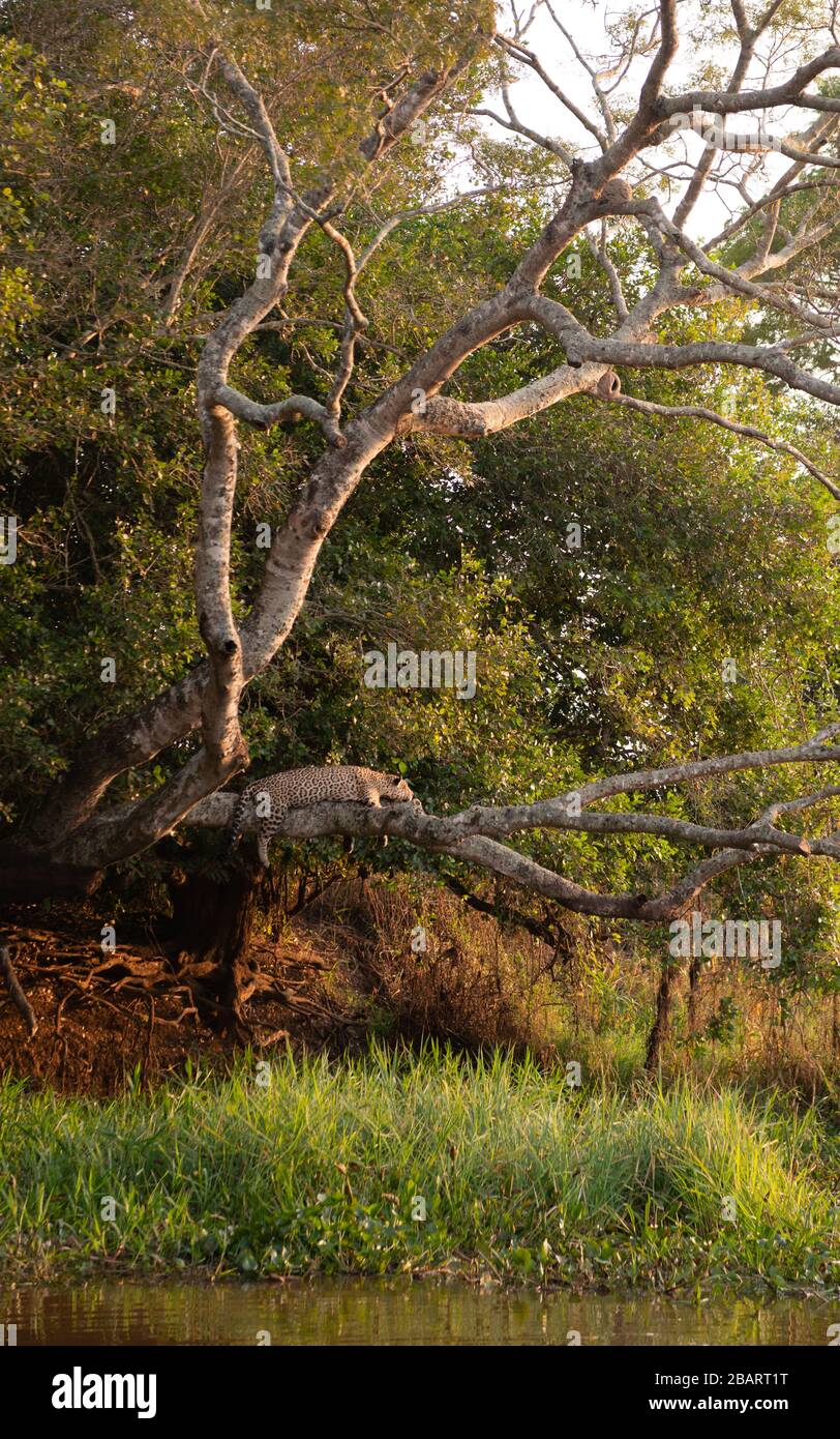 Une Jaguar (Pantana onca) reposant sur un arbre au-dessus de l'eau dans le Pantanal du Brésil Banque D'Images