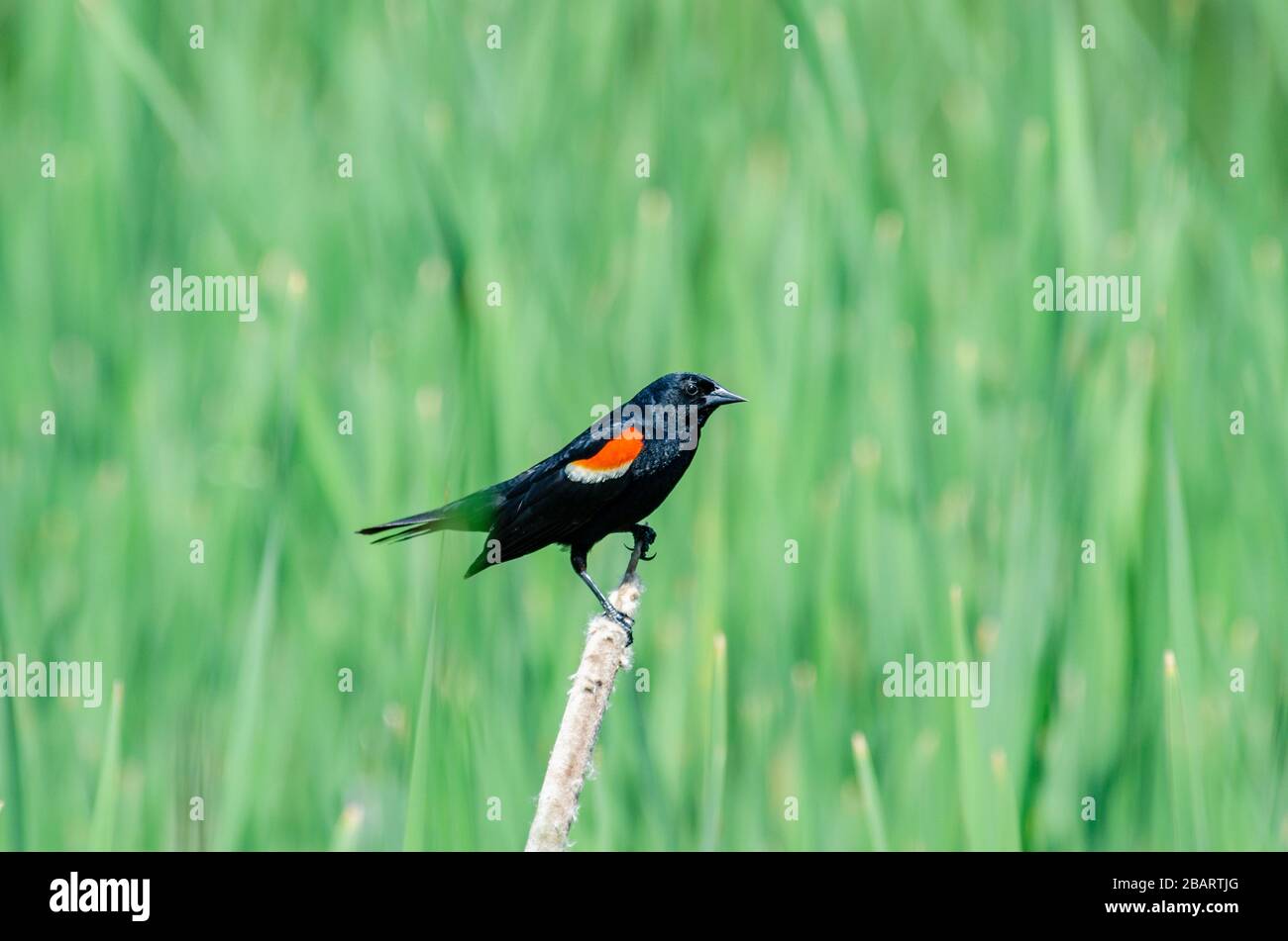 Oiseau noir à ailes rouges perché sur un roseau devant un fond vert vif Banque D'Images