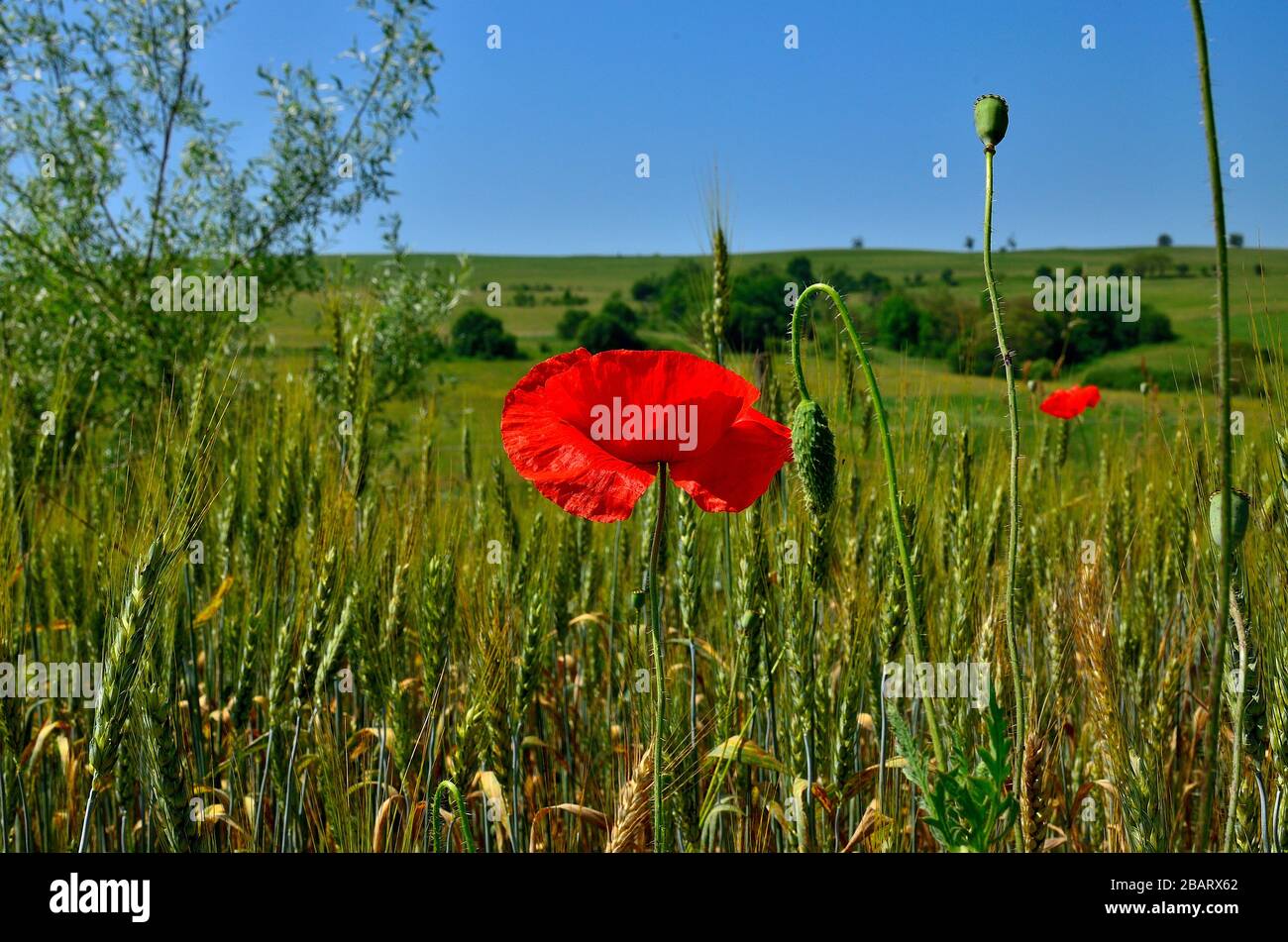 Fleur de coquelicot rouge dans le champ de blé doré pendant l'été à la campagne en Transylvanie. Banque D'Images