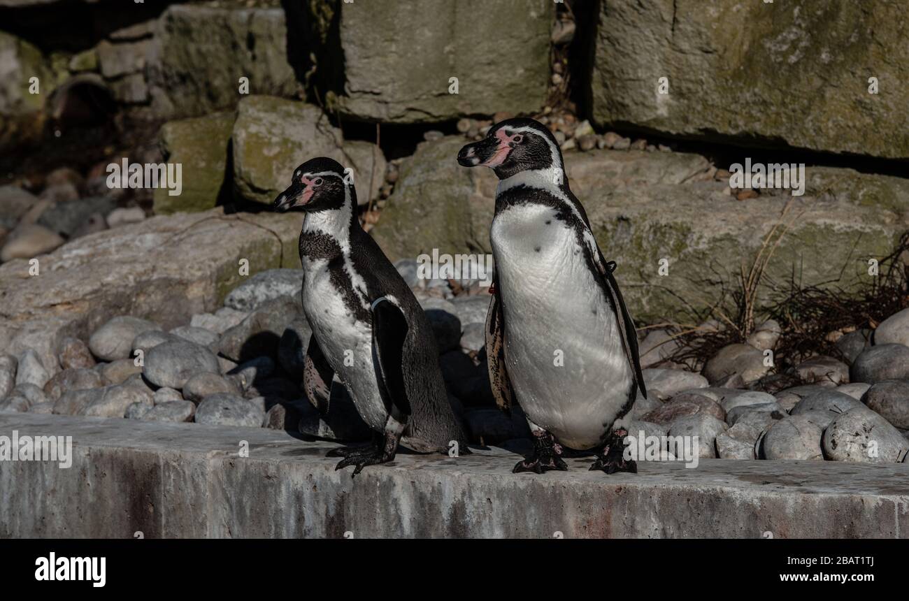 Pingouins Banque D'Images