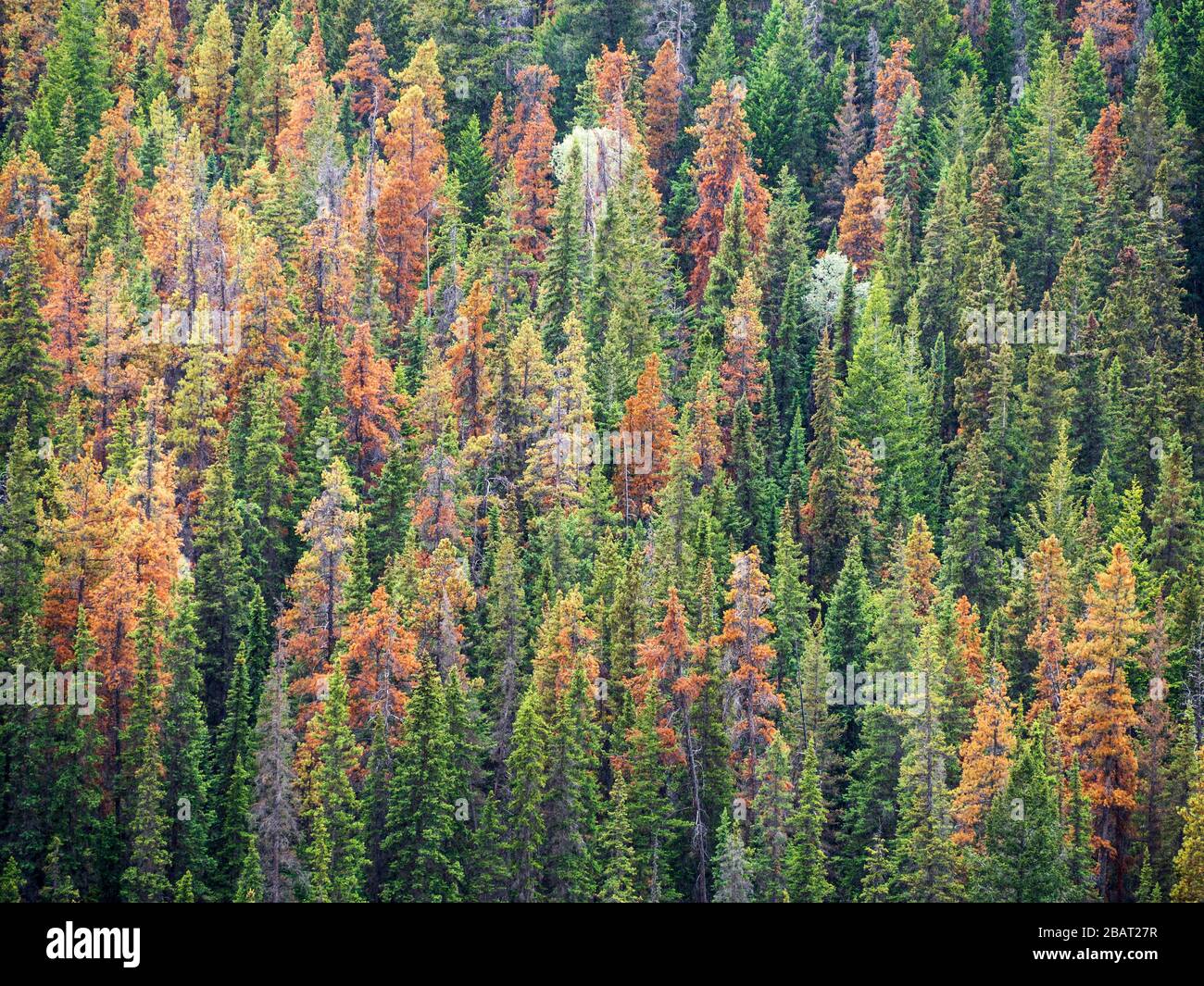 La tordeuse des bourgeons de l'épinette a endommagé les arbres : comme les couleurs d'automne dans une forêt à feuilles caduques les arbres malades dans le parc Jasper de l'Alberta montrent la couleur rouillée de l'arbre en train de mourir Banque D'Images