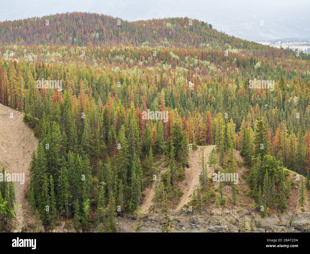 La tordeuse des bourgeons de l'épinette a endommagé les arbres :comme les couleurs d'automne dans une forêt à feuilles caduques Les arbres malades du parc Jasper de l'Alberta montrent la rouille couleur des arbres en train de mourir Banque D'Images