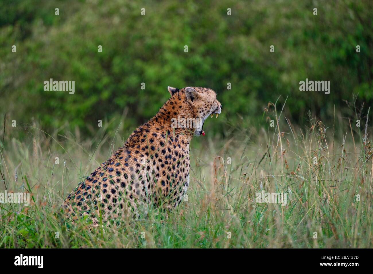 Une guépard s'ébarant dans la pluie dans le parc national de Masai Mara, au Kenya Banque D'Images