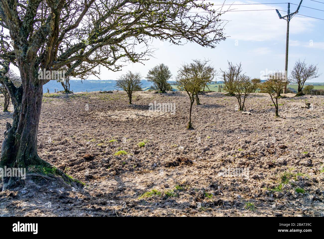 Assèchement de l'étang de rosée sur les southdots utilisés comme l'arrosage de bétail entouré d'arbres aubépine abasques. Banque D'Images